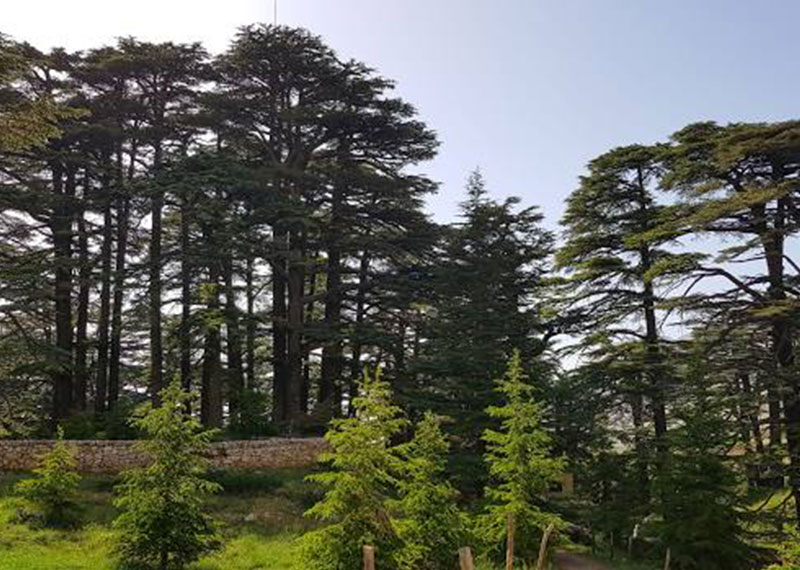 Cedars of God Bsharri